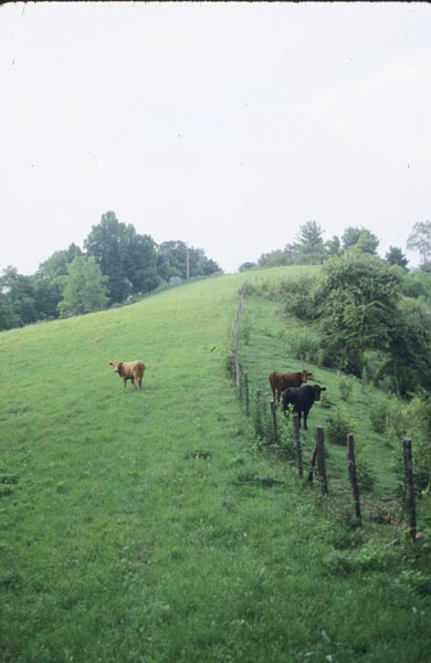 cows